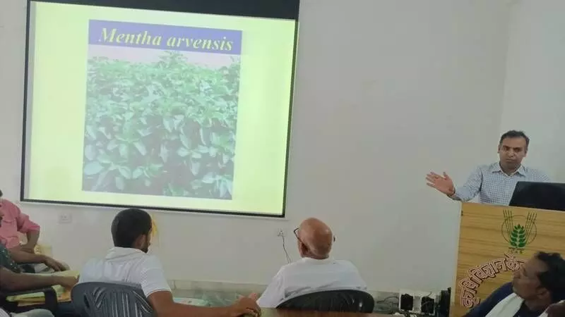 During the workshop, apart from mentha, the scientists also provided information on other aromatic crops including lemon grass, vetiver [khas], tulsi [holy basil], and palmarose [rosha ghaas]