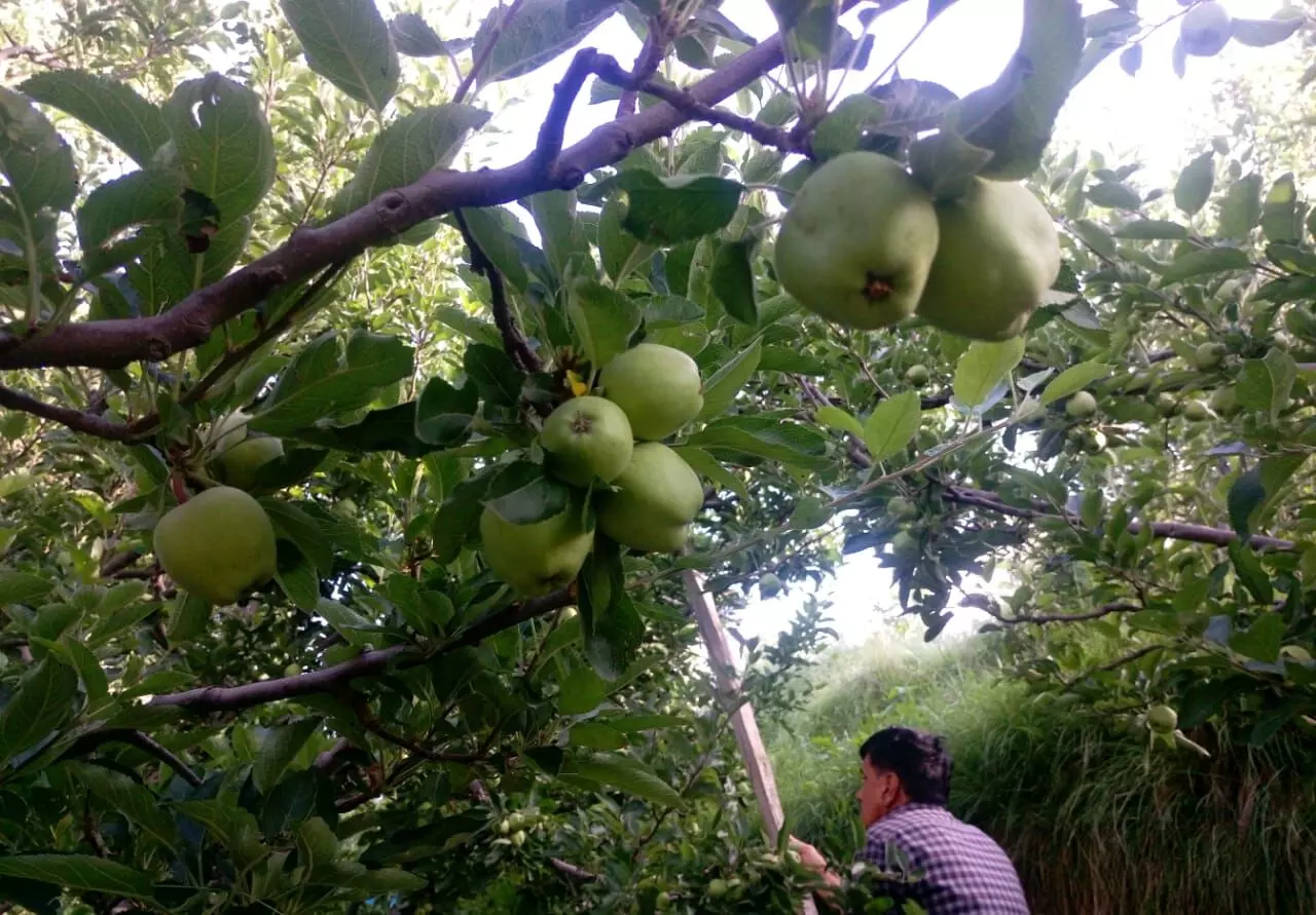 Not just cold storage, the farmers face problems in apple cultivation, right from the flowering of the apple blossoms to its harvest. Photo: Saurabh Chauhan Not just cold storage, the farmers face problems in apple cultivation, right from the flowering of the apple blossoms to its harvest. Photo: Saurabh Chauhan