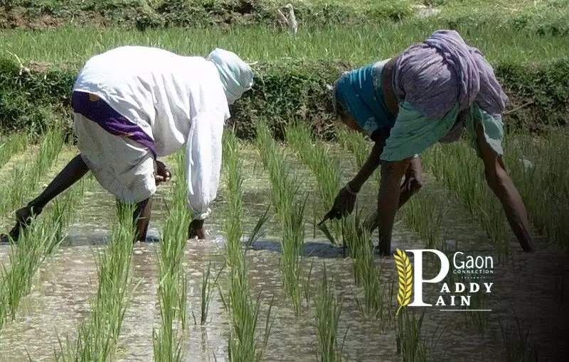 June-July is the season for aman cultivation in Bangladesh. Farmers collect their years supply of paddy from the aman crop. Many families repay loans or meet other household needs from the harvest of aman paddy. Photo by Creative Commons June-July is the season for aman cultivation in Bangladesh. Farmers collect their years supply of paddy from the aman crop. Many families repay loans or meet other household needs from the harvest of aman paddy. Photo by Creative Commons