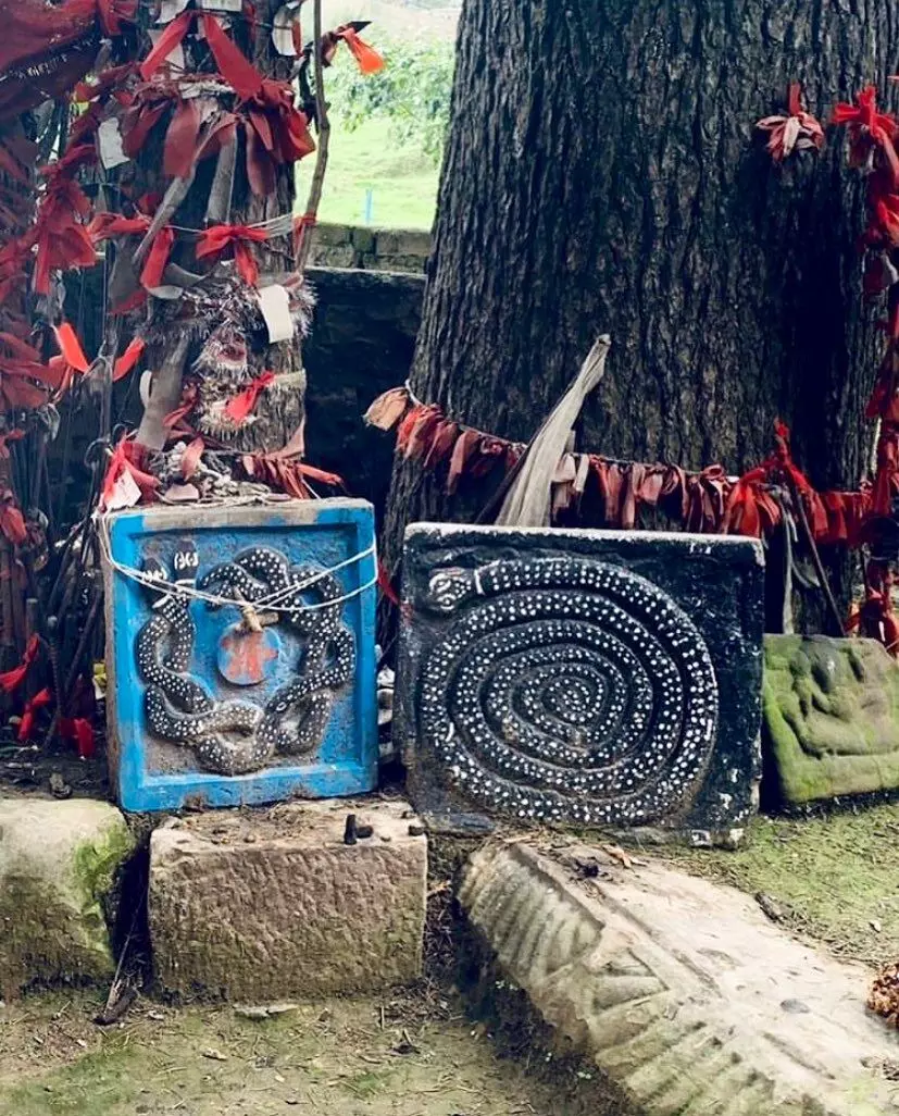 Not only are the snakes revered as deities but also believed to have ruled the land. Not only are the snakes revered as deities but also believed to have ruled the land.