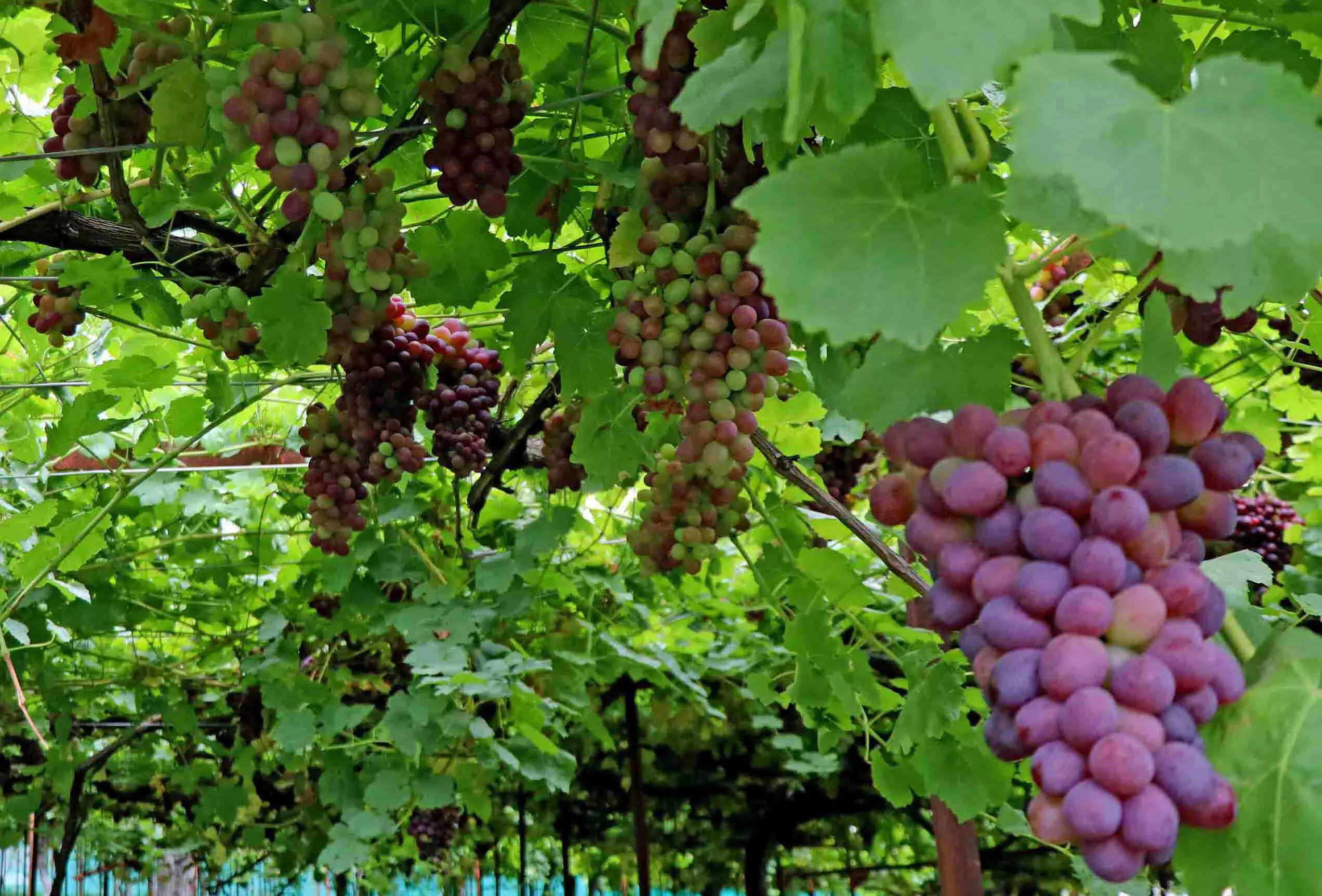 Grapes have a better market and price as only a small percentage of farmers are associated with this fruit. Grapes have a better market and price as only a small percentage of farmers are associated with this fruit.