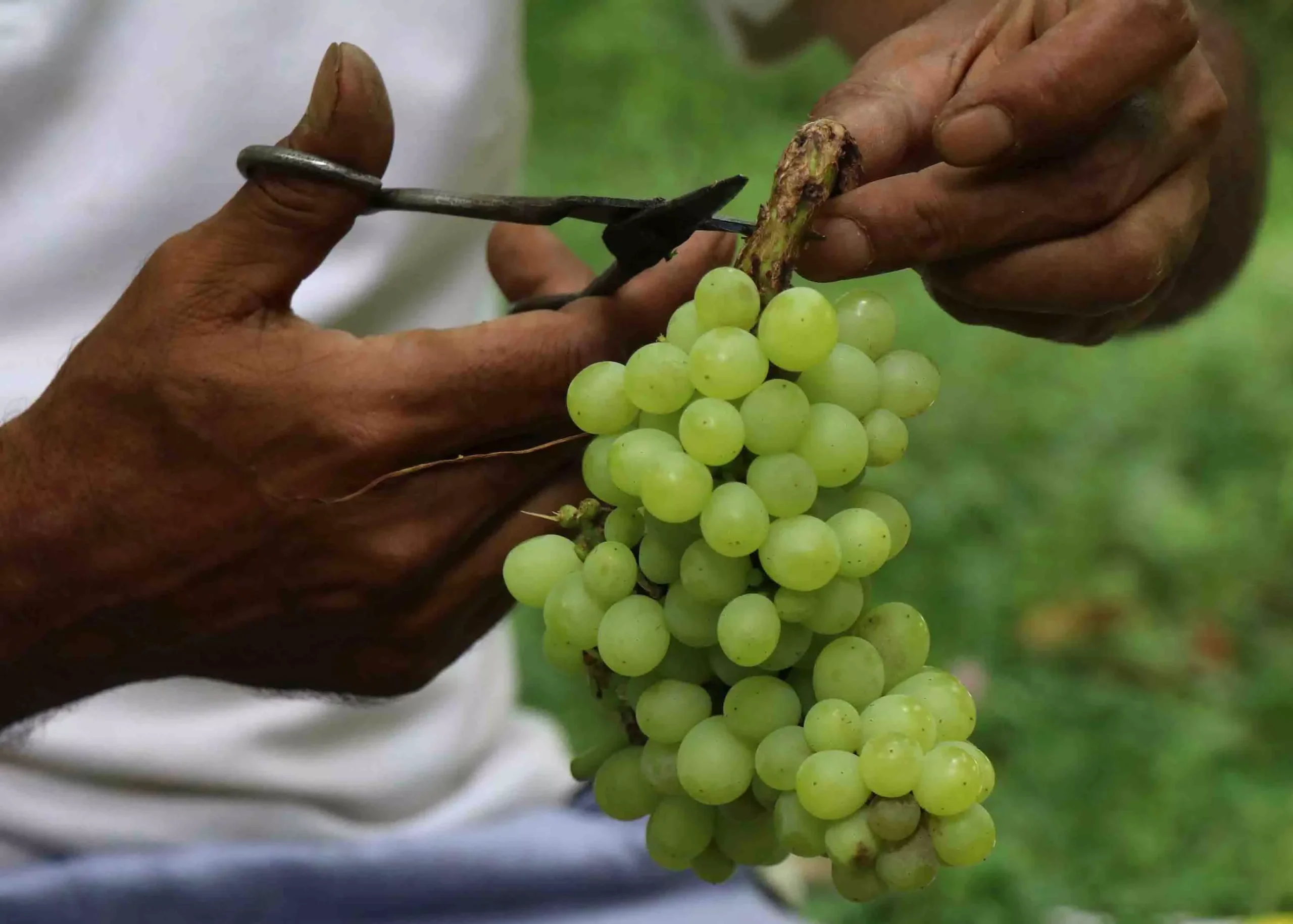 Grapes are usually ready for harvest in August or till early September. Grapes are usually ready for harvest in August or till early September.
