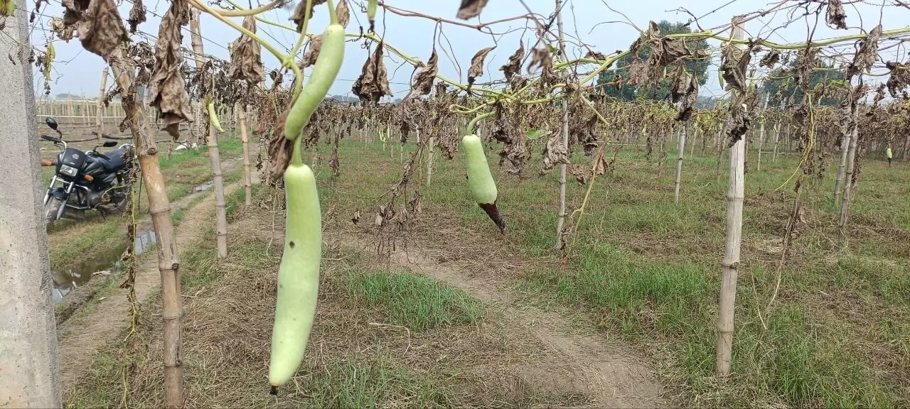Thousands of acres across the villages of Varanasi district have faced flood fury and the vegetables grown in these areas are destroyed. Thousands of acres across the villages of Varanasi district have faced flood fury and the vegetables grown in these areas are destroyed.