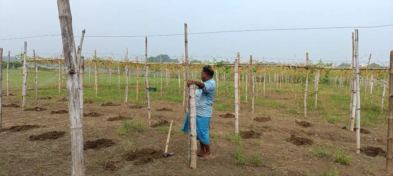 The farmers are looking at complete loss. No matter how much watering they do through pumps it is not the same as rainfall. The farmers are looking at complete loss. No matter how much watering they do through pumps it is not the same as rainfall.