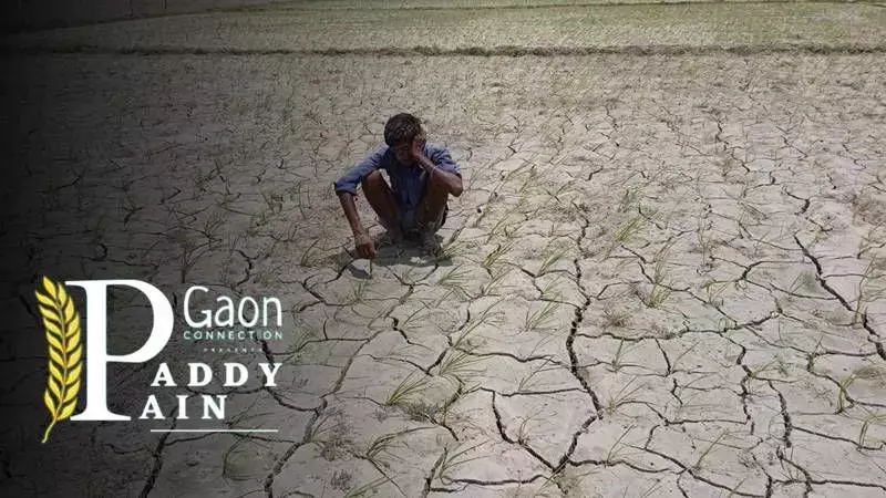 There has been a decrease of -2.90% in the sowing of paddy as compared to last year. Photo: Virendra Singh There has been a decrease of -2.90% in the sowing of paddy as compared to last year. Photo: Virendra Singh