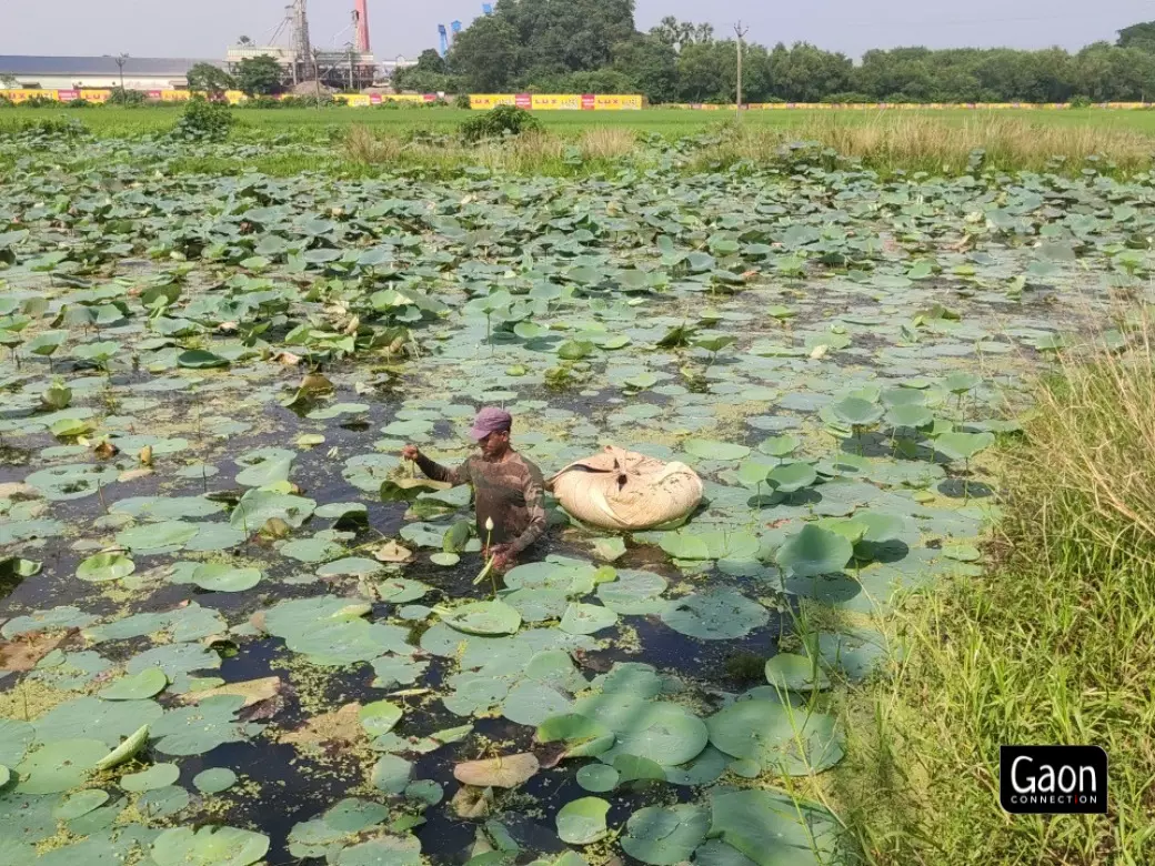 Farmers are always at a risk of getting bitten by venomous snakes in the pond during the lotus farming period. Farmers are always at a risk of getting bitten by venomous snakes in the pond during the lotus farming period.