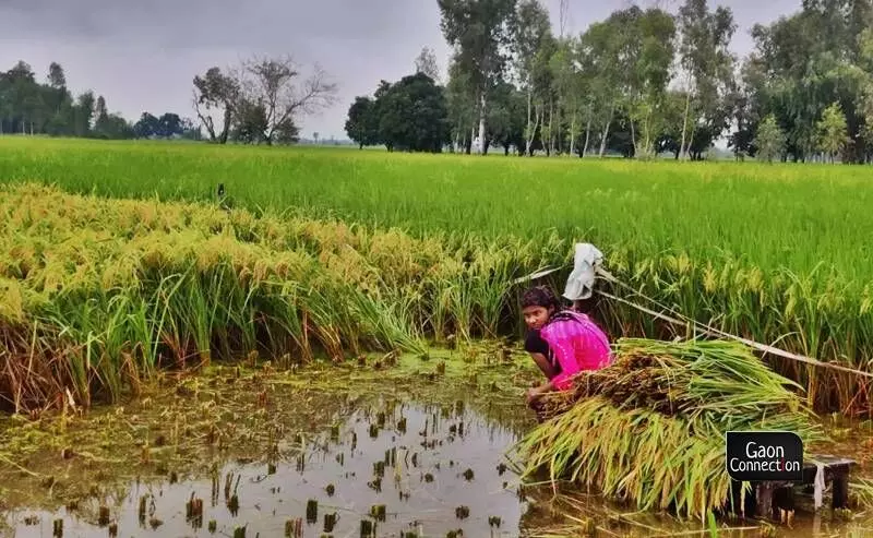A farmer attending her field after heavy rainfall damaged her paddy crop. A farmer attending her field after heavy rainfall damaged her paddy crop.