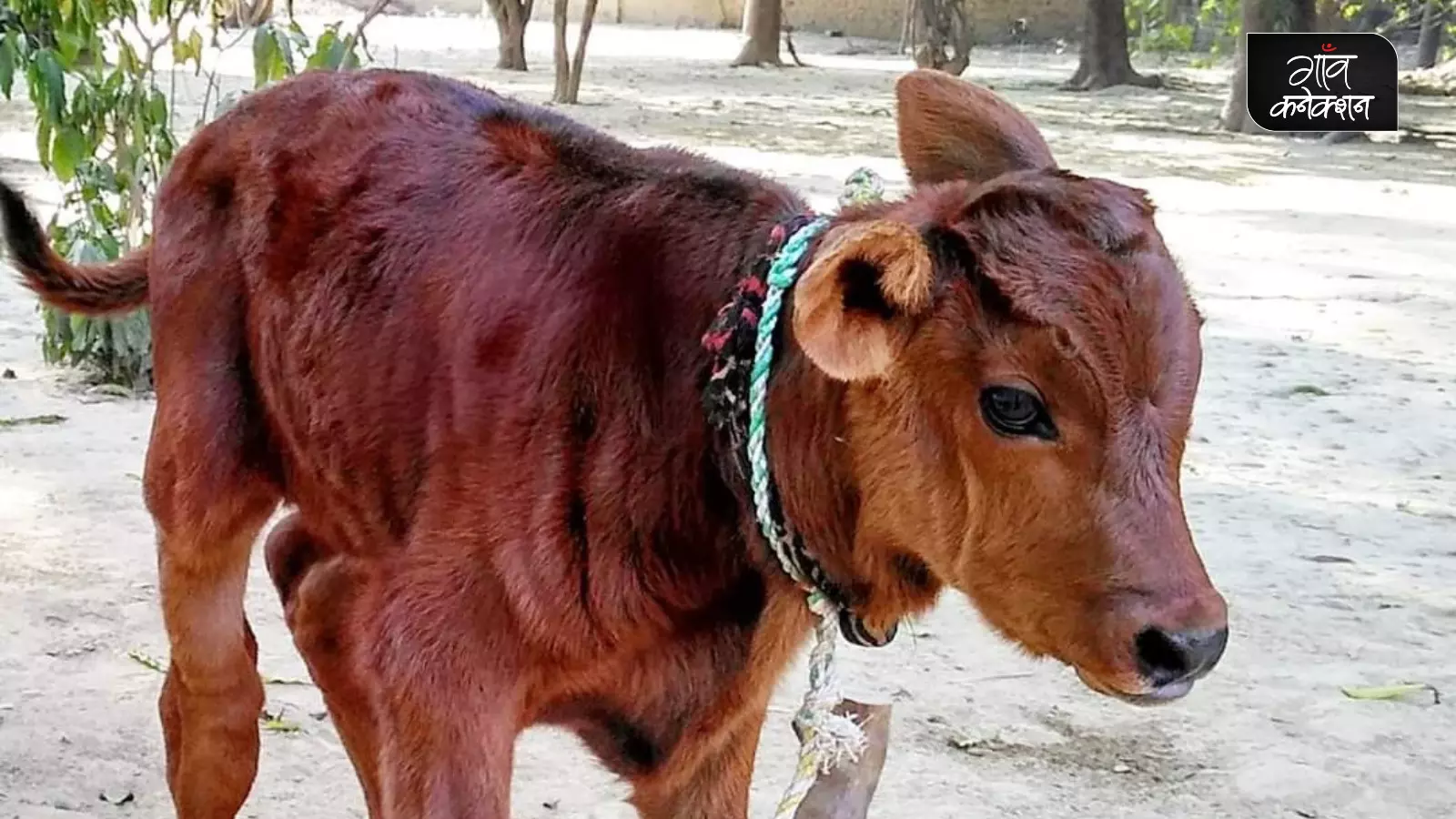 इस योजना का लाभ लेने के लिए ऑनलाइन आवेदन करना होता है, ये पूरी तरह से पेपरलेस प्रक्रिया है। फोटो: दिवेंद्र सिंह इस योजना का लाभ लेने के लिए ऑनलाइन आवेदन करना होता है, ये पूरी तरह से पेपरलेस प्रक्रिया है। फोटो: दिवेंद्र सिंह