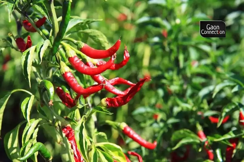 A unit to extract colour from the Kashi Sindoori/paprika chillies would help the farmers. A unit to extract colour from the Kashi Sindoori/paprika chillies would help the farmers.