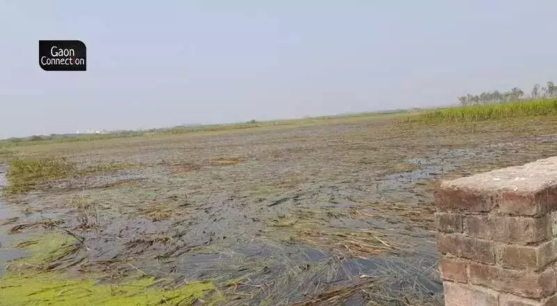Many farmers in the area complained that if the problem of water leaking from the drain is not addressed immediately, the sowing of their next crop (rabi) will also be affected. Many farmers in the area complained that if the problem of water leaking from the drain is not addressed immediately, the sowing of their next crop (rabi) will also be affected.