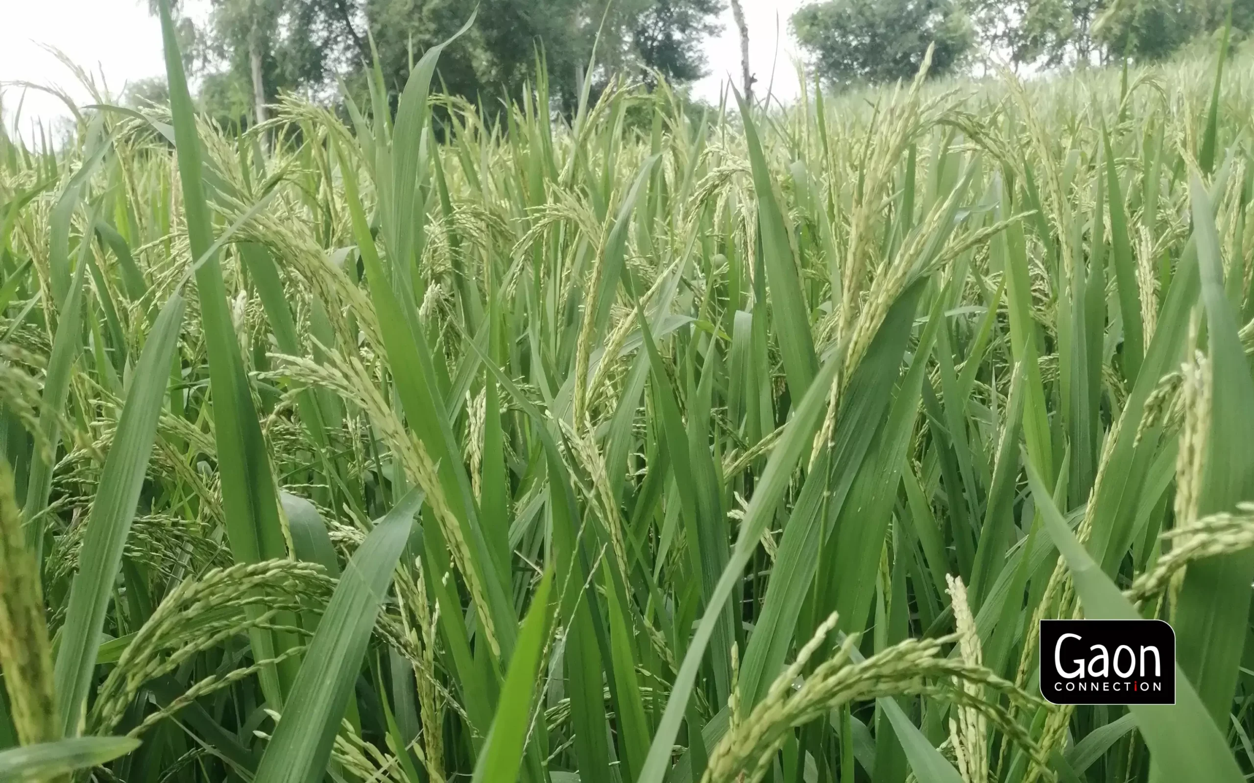Farmers got 30 to 35 clumps in a paddy plant by using bio-fertiliser. Farmers got 30 to 35 clumps in a paddy plant by using bio-fertiliser.