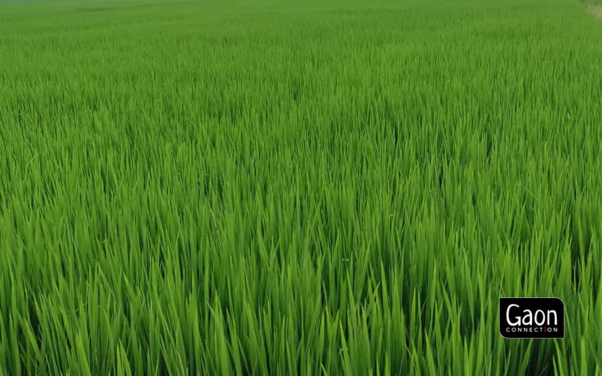 Small doses of BomLife products are enough for crops. Small doses of BomLife products are enough for crops.