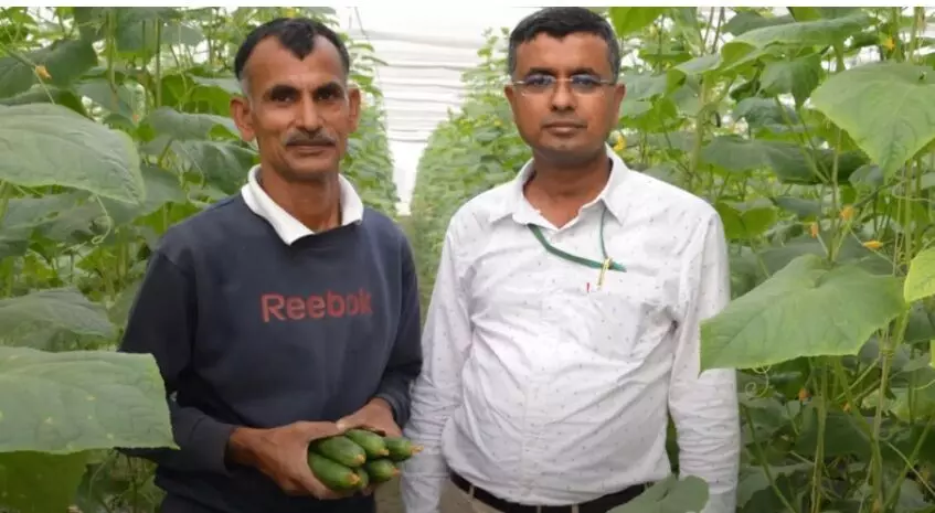सीडलेस खीरे की खेती करने वाले प्रगतिशील किसान संतराम आर्य और आईसीएआर-भारतीय कृषि अनुसंधान संस्थान के वैज्ञानिक डॉ एसएसए डे। सीडलेस खीरे की खेती करने वाले प्रगतिशील किसान संतराम आर्य और आईसीएआर-भारतीय कृषि अनुसंधान संस्थान के वैज्ञानिक डॉ एसएसए डे।
