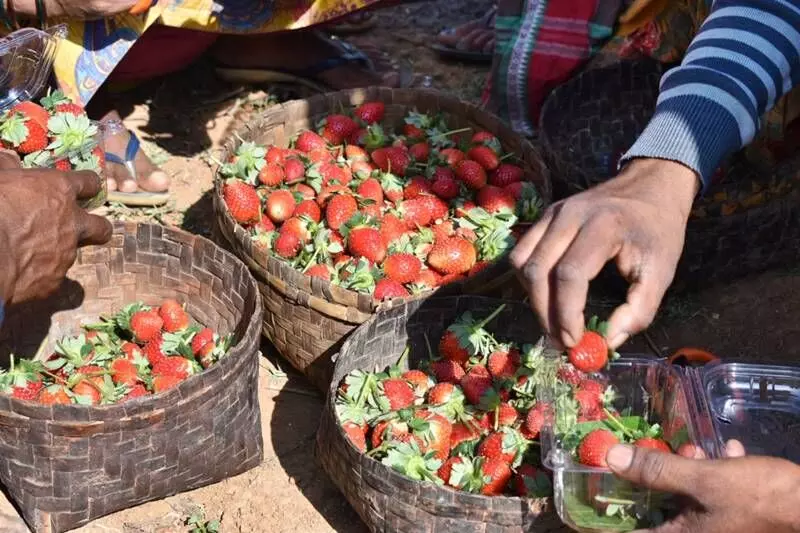 Saplings were planted in the last week of October 2022 and in December, 2022, almost 100 quintals of strawberries were harvested from one acre of land. Saplings were planted in the last week of October 2022 and in December, 2022, almost 100 quintals of strawberries were harvested from one acre of land.