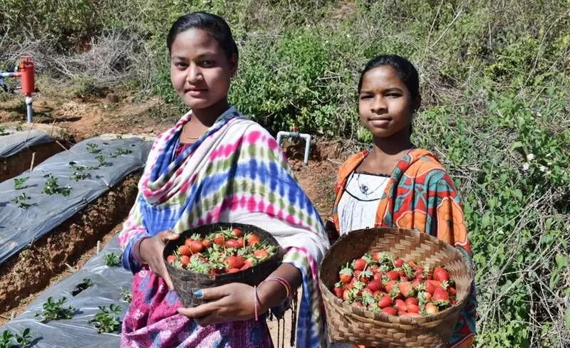 Tribal inhabitants have been actively encouraged by the state government with financial and technical support to take up cultivation of the berries for an additional source of income. Tribal inhabitants have been actively encouraged by the state government with financial and technical support to take up cultivation of the berries for an additional source of income.