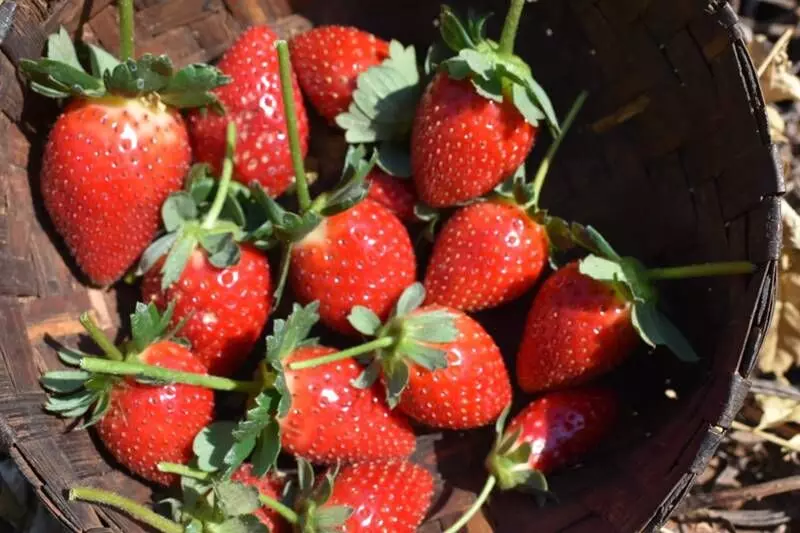 Strawberry farming is transforming the lives of 40 adivasi families living in the picturesque hills of these tribal-dominated districts of Odisha. Strawberry farming is transforming the lives of 40 adivasi families living in the picturesque hills of these tribal-dominated districts of Odisha.