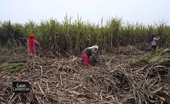 The cultivation and harvesting of sugarcane involves an abundance of labour by women — which is hugely undervalued not only socially but also economically. A womans labour fetches lower wages than mens despite the two genders performing the same task for the same duration. The cultivation and harvesting of sugarcane involves an abundance of labour by women — which is hugely undervalued not only socially but also economically. A womans labour fetches lower wages than mens despite the two genders performing the same task for the same duration.