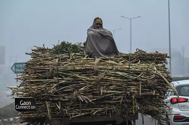 The urgency to transport harvest is such that farmers use any means at disposal, often using bullock carts or even buffalo-carts. The farmers brave frigid temperatures and sights of shawl-wrapped farmers transporting their sugarcane harvest are a common sight on the highways of western Uttar Pradesh during January-March. The urgency to transport harvest is such that farmers use any means at disposal, often using bullock carts or even buffalo-carts. The farmers brave frigid temperatures and sights of shawl-wrapped farmers transporting their sugarcane harvest are a common sight on the highways of western Uttar Pradesh during January-March.