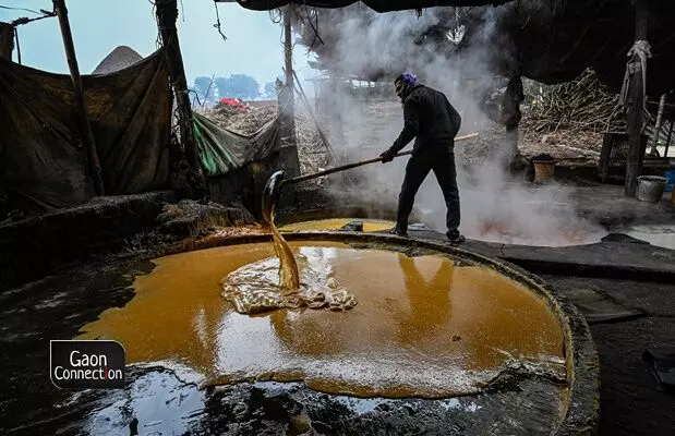 When the desired colour and viscosity of the syrup is achieved, it is extracted out of the boilers and spread evenly on giant disks where it is allowed to cool. When the desired colour and viscosity of the syrup is achieved, it is extracted out of the boilers and spread evenly on giant disks where it is allowed to cool.