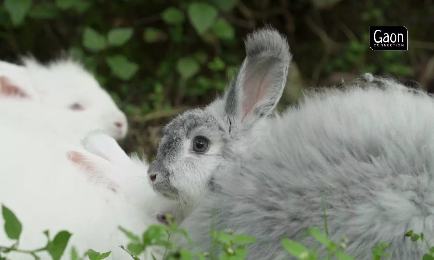 The rabbits are of the German Angora breed whose cost depends on the colour of its wool. The pure black ones are the most expensive. The rabbits are of the German Angora breed whose cost depends on the colour of its wool. The pure black ones are the most expensive.