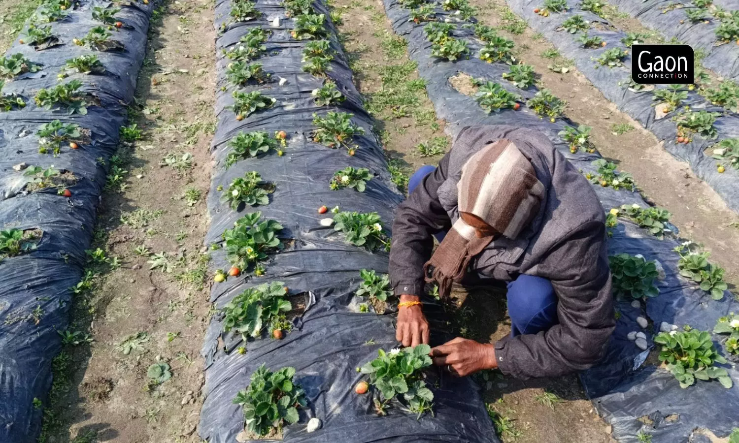 The farmers complain that the strawberries are wilting and dying due to erratic climate this year. The farmers complain that the strawberries are wilting and dying due to erratic climate this year.