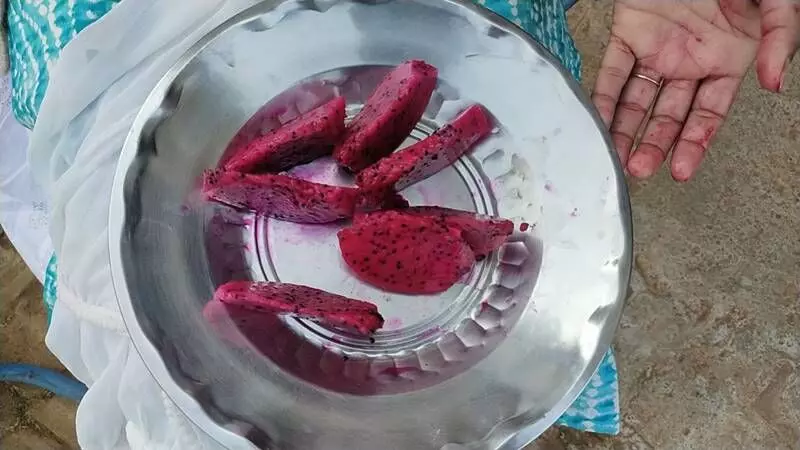 A plate of cut dragon fruit from Vandana Singhs farm. A plate of cut dragon fruit from Vandana Singhs farm.