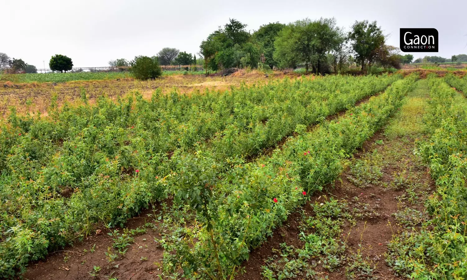 Traditionally, farmers in Solapur grew soybean and jowar, fit for a drought-prone region. Traditionally, farmers in Solapur grew soybean and jowar, fit for a drought-prone region.