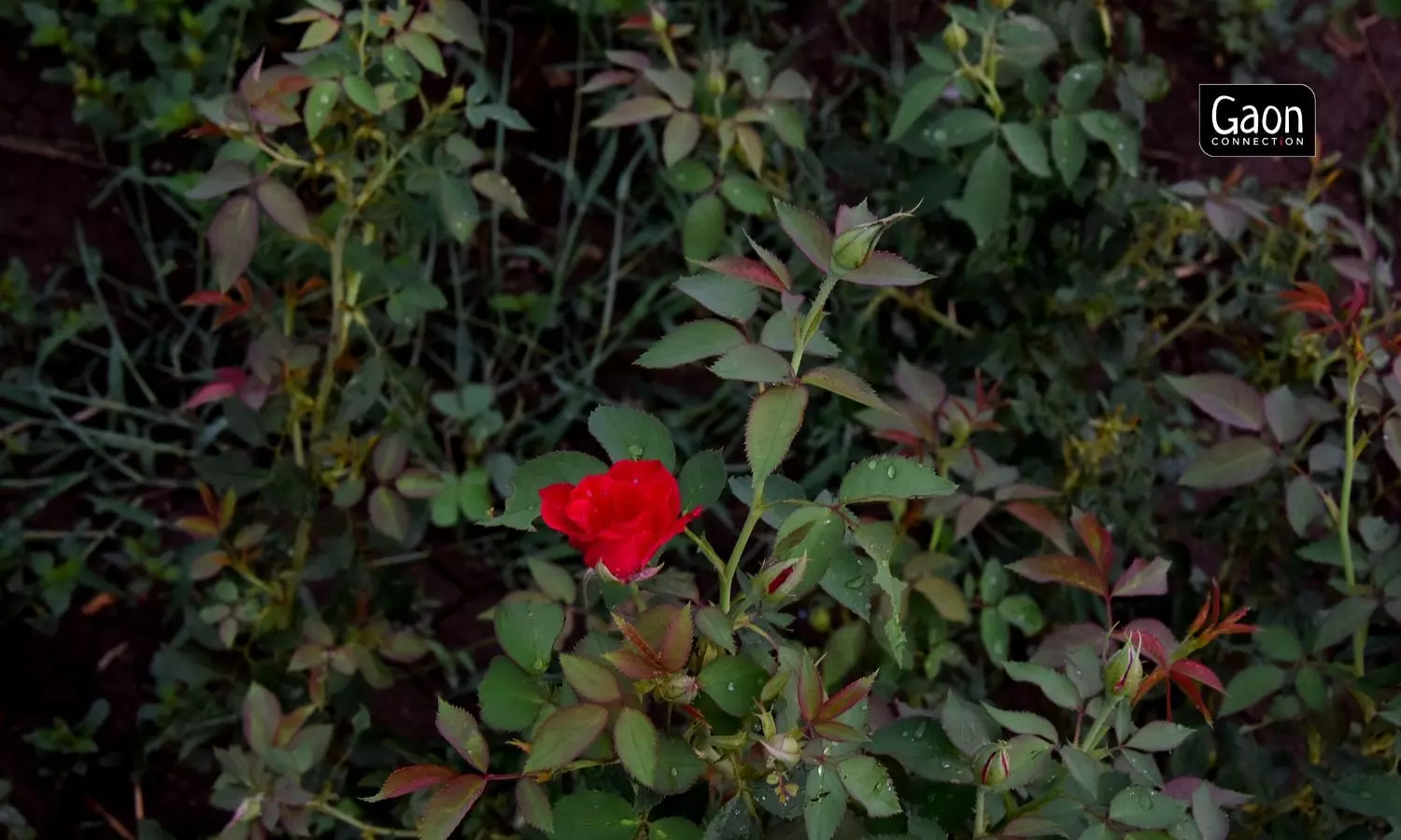 A gulab jal project has been set up in Wadji village of Solapur producing 1,000 litres of rose water daily. A gulab jal project has been set up in Wadji village of Solapur producing 1,000 litres of rose water daily.