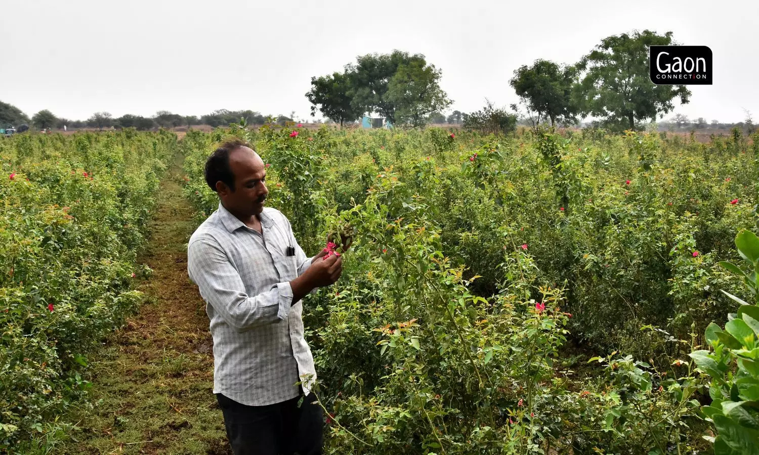 Ramesh Mhatre, a farmer from Wadji village, has taken up rose cultivation and found it to be better alternative to cattle farming. Ramesh Mhatre, a farmer from Wadji village, has taken up rose cultivation and found it to be better alternative to cattle farming.