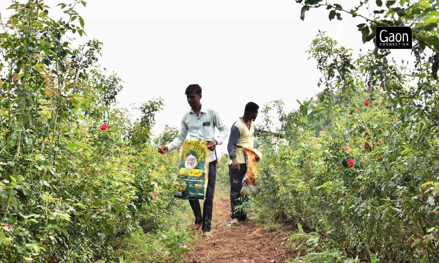 In 2019, Maruti Kamble from Wadji village in Solapur district of Maharashtra decided to grow desi roses on half an acre of his four-acre land. In 2019, Maruti Kamble from Wadji village in Solapur district of Maharashtra decided to grow desi roses on half an acre of his four-acre land.