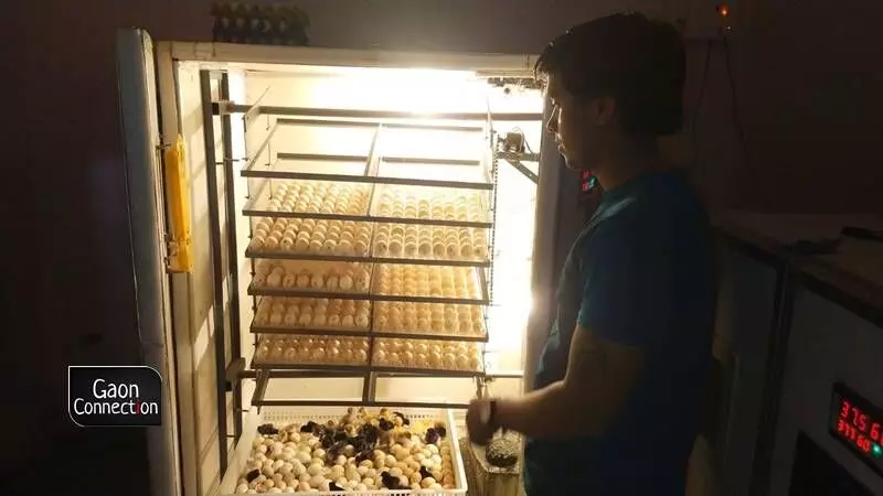 An artificial egg incubator at the farm. An artificial egg incubator at the farm.