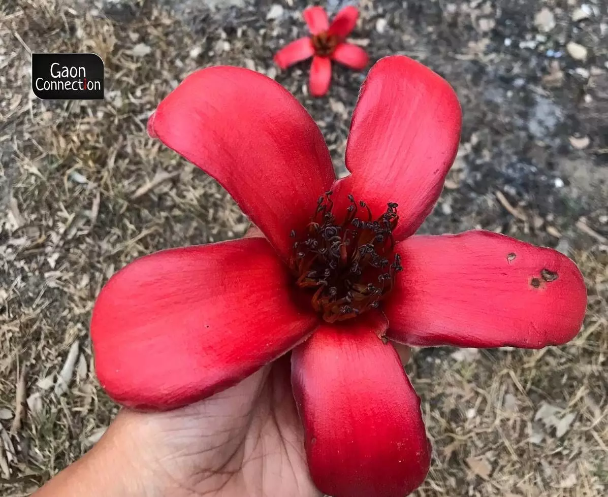 Flowers bloom for a couple of days and wilt in the scorching heat. Flowers bloom for a couple of days and wilt in the scorching heat.