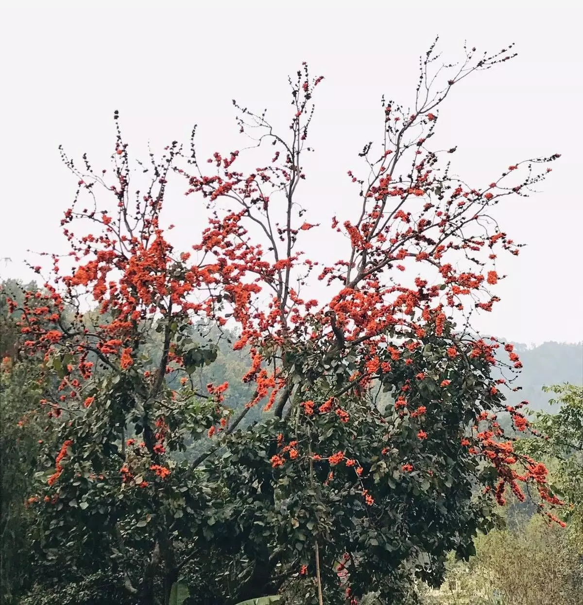 Countries across the globe are registering concern about the rising heat and its impact on all life forms on the planet. Countries across the globe are registering concern about the rising heat and its impact on all life forms on the planet.