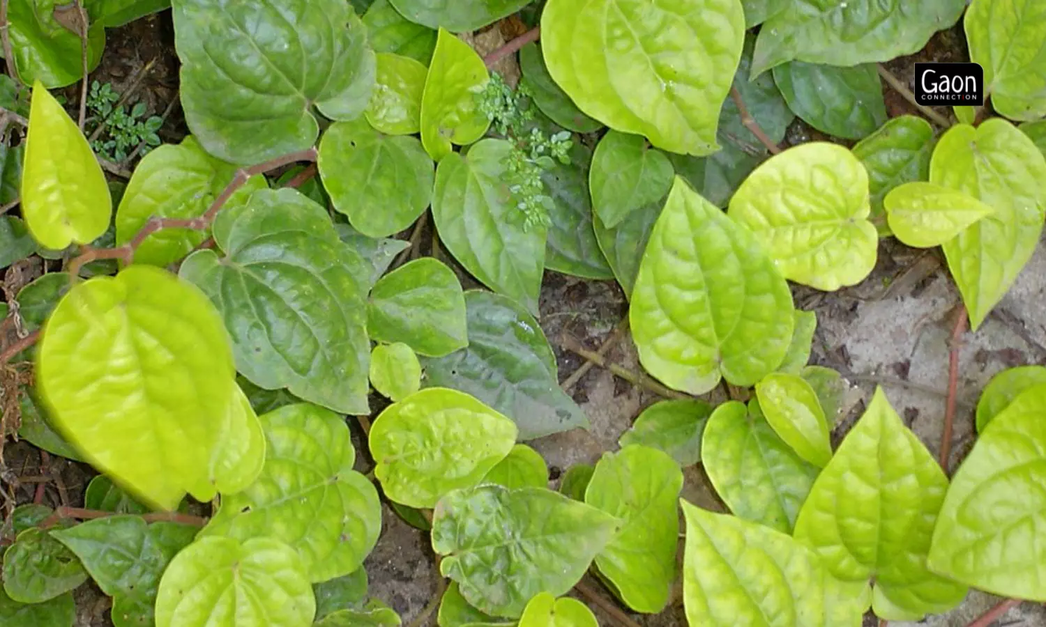 For the paan crop to flourish, the temperature should not go beyond 40 degrees [celsius] though it routinely touches 45 degrees and more in the summers.
