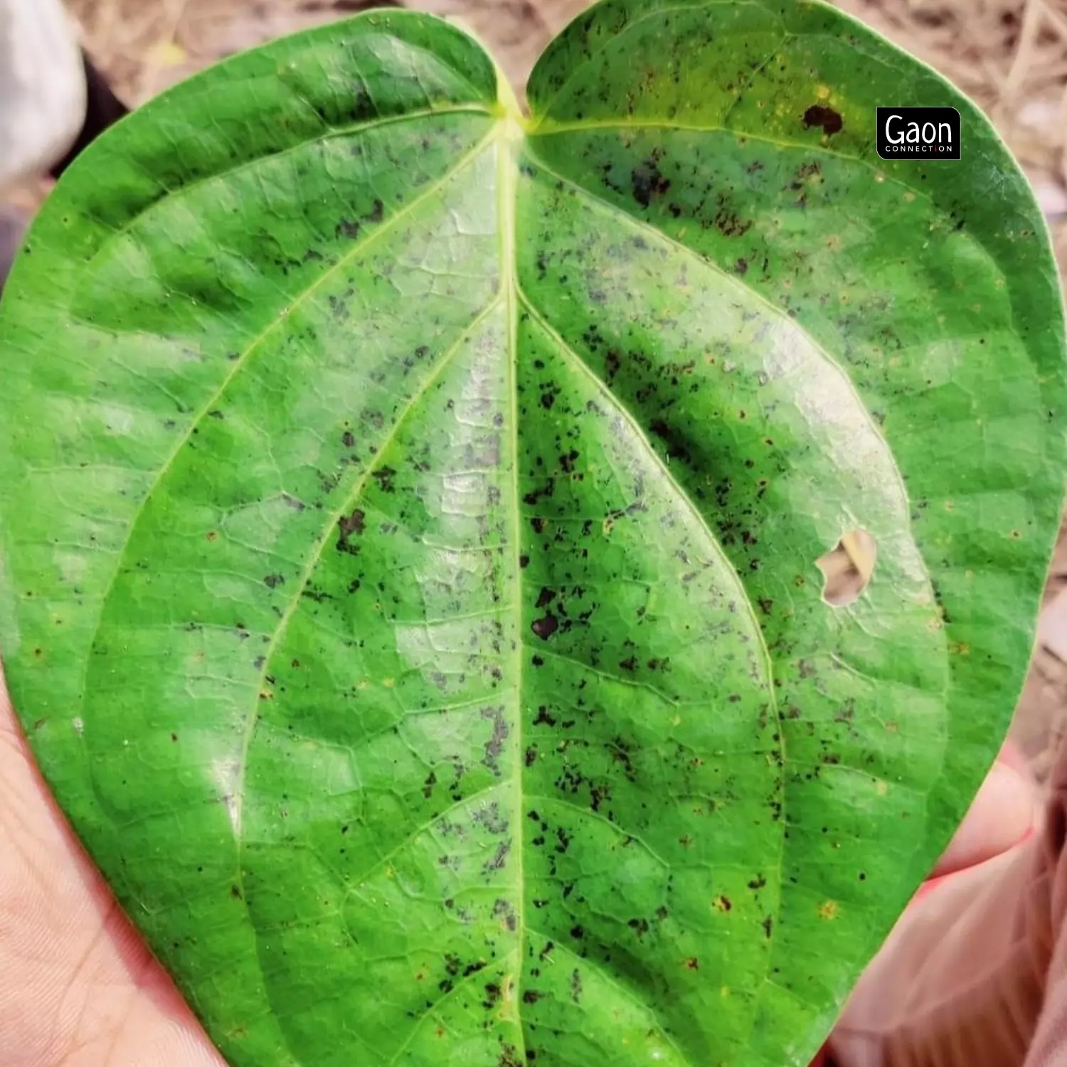 Droughts in villages of Bihar have severely impacted the paan cultivation and hence the livelihoods of the farmers. Droughts in villages of Bihar have severely impacted the paan cultivation and hence the livelihoods of the farmers.