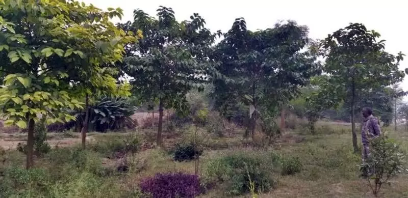 Now, plants have become lush green trees, and biodiversity in the area is spreading out to nearby barren lands. The trees have become home to diverse species of birds as well as squirrels.