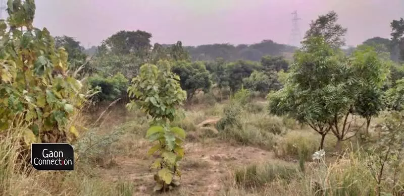 The swarms of Butterflies and honeybees also frequent this place and the entire plot of land is unrecognisable from its earlier condition.