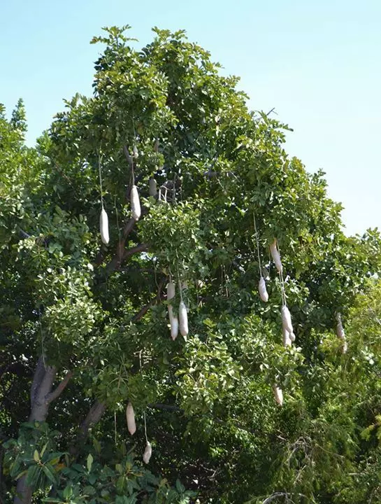 Balam Kheeras local name is derived from the shape of its fruit which strongly resembles a kheera, or cucumber. Balam Kheeras local name is derived from the shape of its fruit which strongly resembles a kheera, or cucumber.