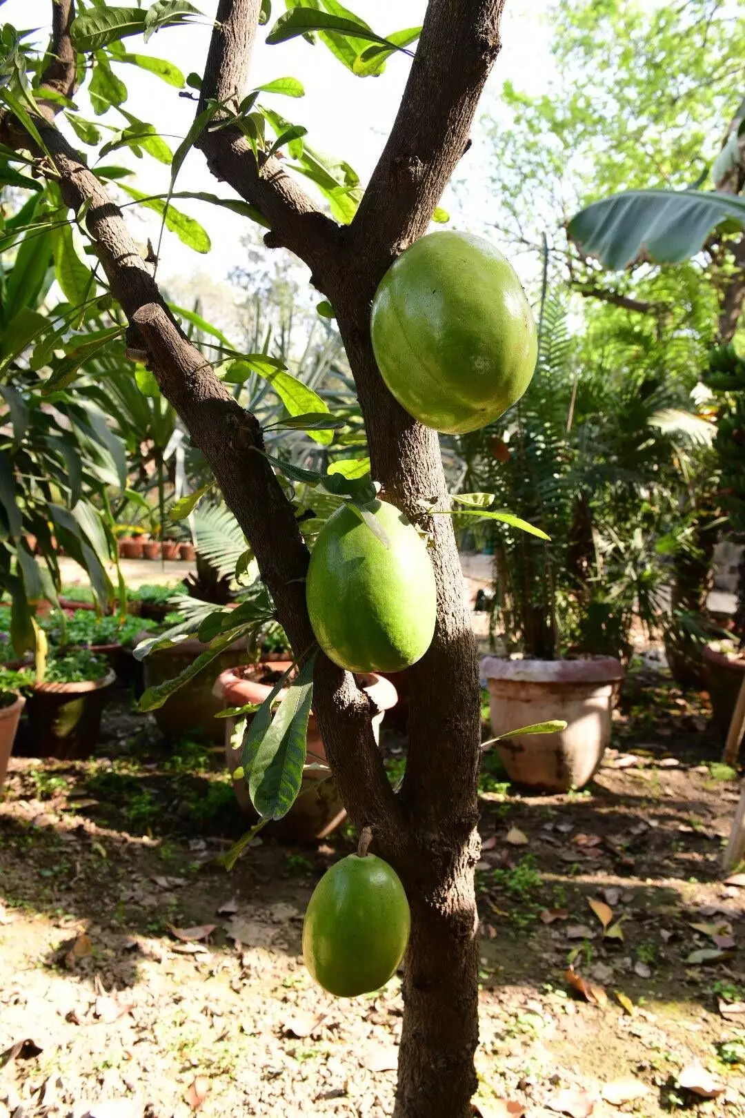 Latin-American tree, whose fruits are used for making pots and bowls, derived its name from its use for making Kamandals or ‘begging bowls’. Latin-American tree, whose fruits are used for making pots and bowls, derived its name from its use for making Kamandals or ‘begging bowls’.
