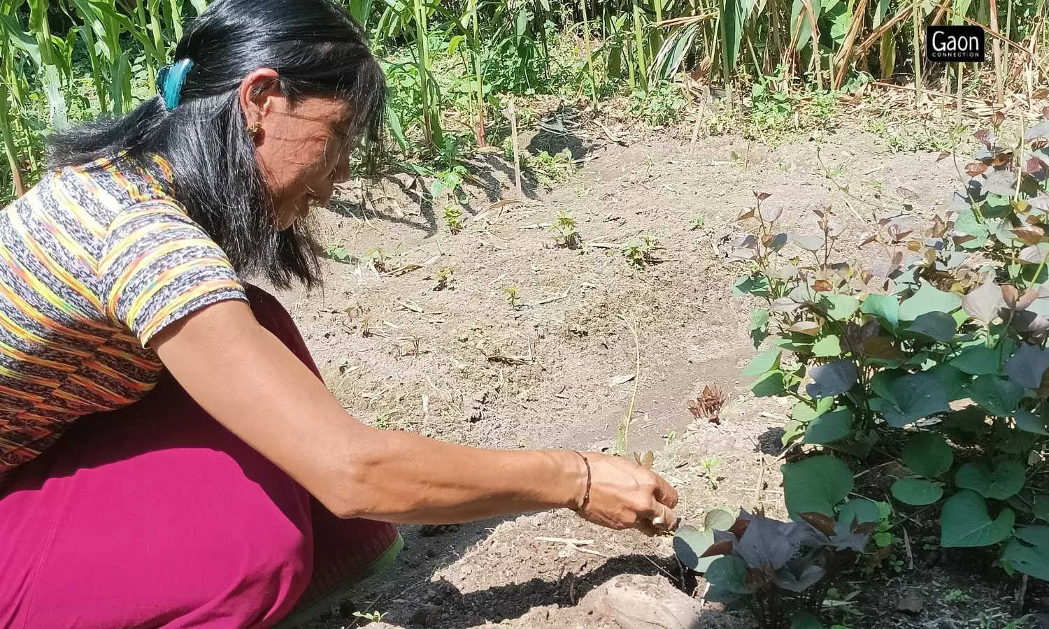 Many farmers in the north east of India are becoming a part of a central sector scheme to develop an organic value chain. Many farmers in the north east of India are becoming a part of a central sector scheme to develop an organic value chain.