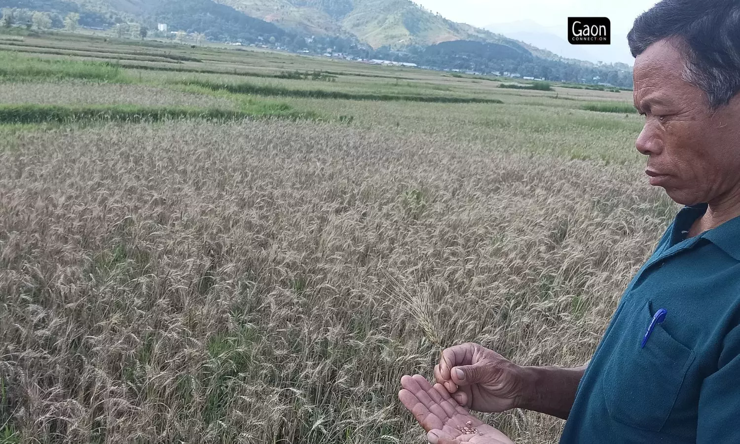Six farmers in Kangmong are cultivating organic black rice. After its harvest, oil seeds are grown in the same field without adding any chemicals. Six farmers in Kangmong are cultivating organic black rice. After its harvest, oil seeds are grown in the same field without adding any chemicals.