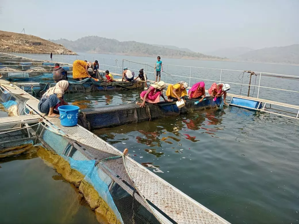 Kiran Padvi, assistant commissioner in the Department of Fisheries, based in Dhule said the mismanagement of the committees was a serious impediment to the fishers. Kiran Padvi, assistant commissioner in the Department of Fisheries, based in Dhule said the mismanagement of the committees was a serious impediment to the fishers.