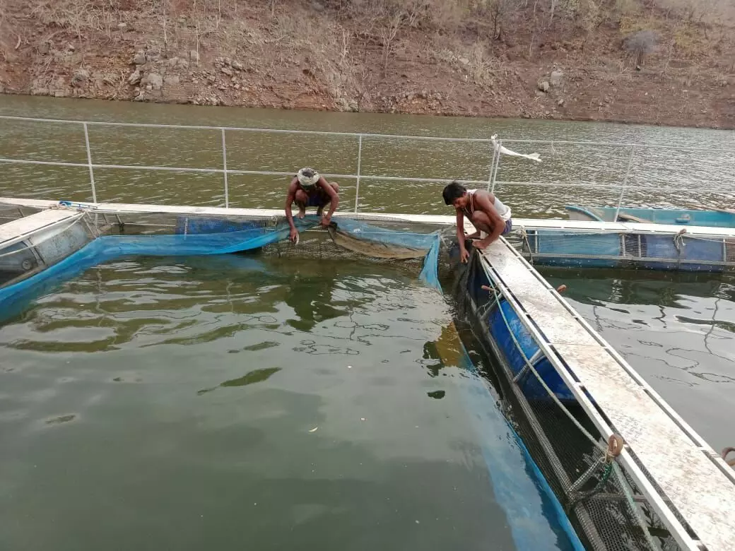 After losing their land, now the tribal people in Nandurbar are complaining of a decline in fish catch, which is affecting their livelihoods. After losing their land, now the tribal people in Nandurbar are complaining of a decline in fish catch, which is affecting their livelihoods.