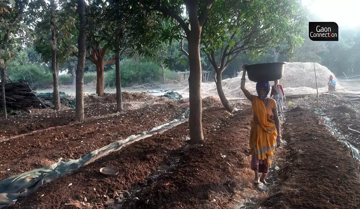 About 100 other farmers in Ranchi, Ramgarh and Hazaribagh districts have given up using chemical fertilisers in favour of vermicompost to make their soil fertile. About 100 other farmers in Ranchi, Ramgarh and Hazaribagh districts have given up using chemical fertilisers in favour of vermicompost to make their soil fertile.