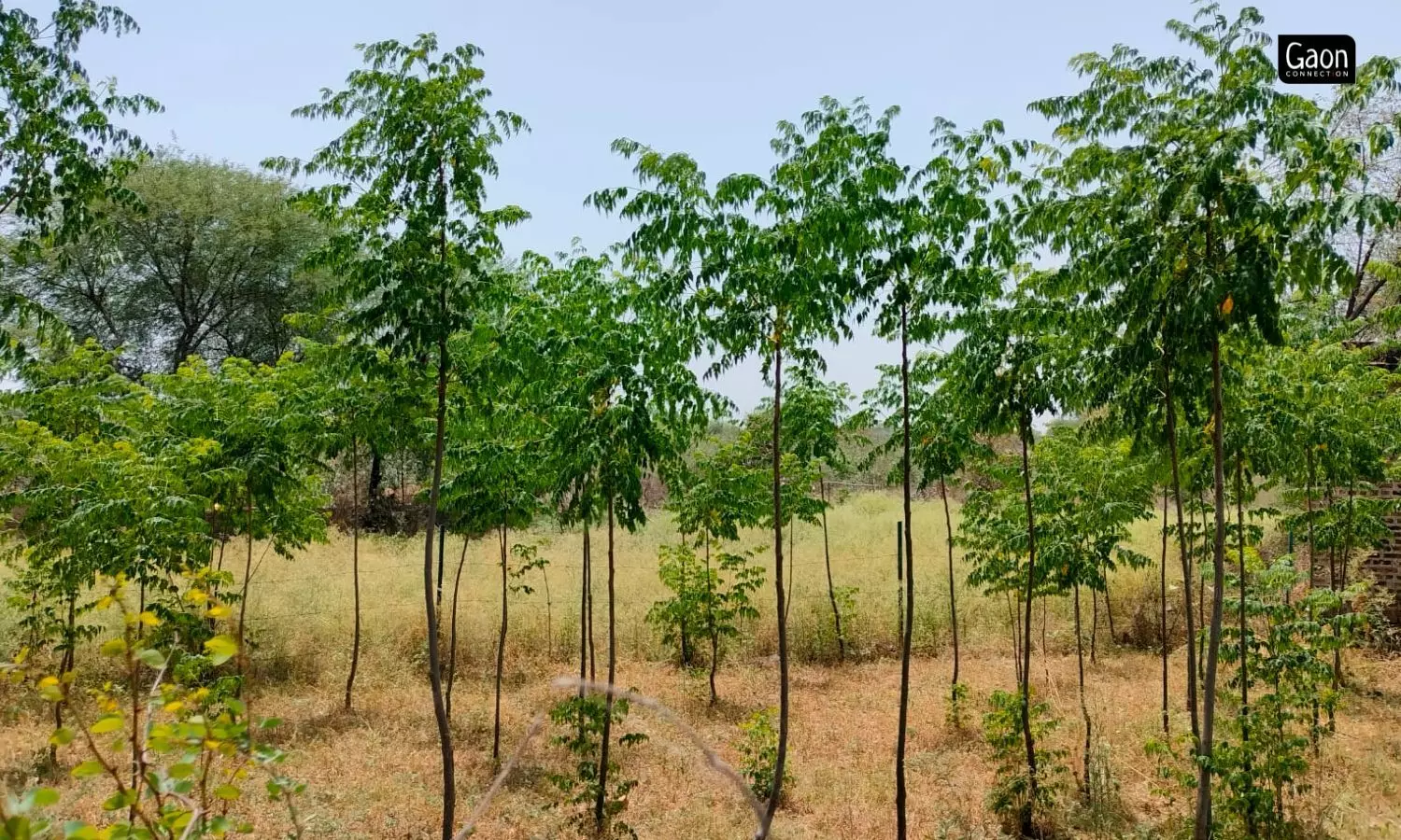 The non-profit has planted tree saplings along the bunds for holding the soil better. The non-profit has planted tree saplings along the bunds for holding the soil better.