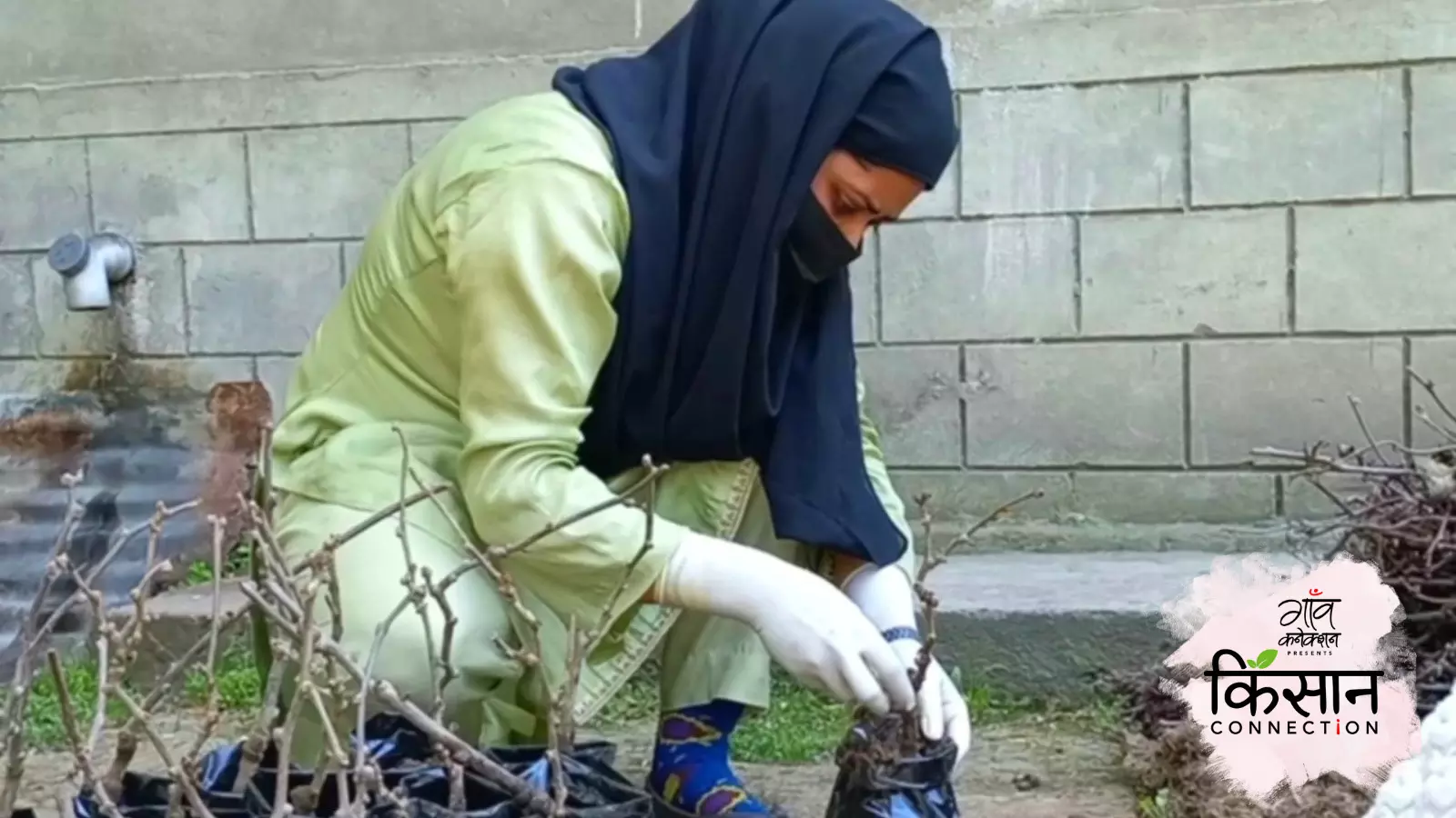 24 साल की गौहर कीवी किसान भी हैं। 2021 से वह दक्षिण कश्मीर के अनंतनाग जिले में अपने गाँव आशाजीपोरा में कीवी उगा रही हैं। 24 साल की गौहर कीवी किसान भी हैं। 2021 से वह दक्षिण कश्मीर के अनंतनाग जिले में अपने गाँव आशाजीपोरा में कीवी उगा रही हैं।