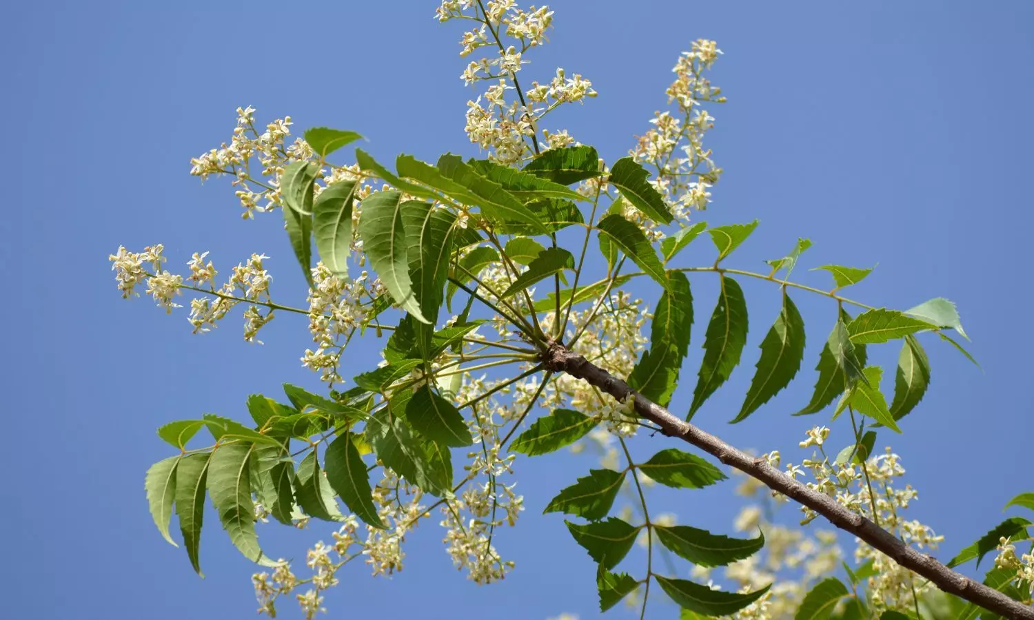 The flower laden branches from the closest tree leaned on the terrace bringing in a star shower with even a gentle breeze. The flower laden branches from the closest tree leaned on the terrace bringing in a star shower with even a gentle breeze.