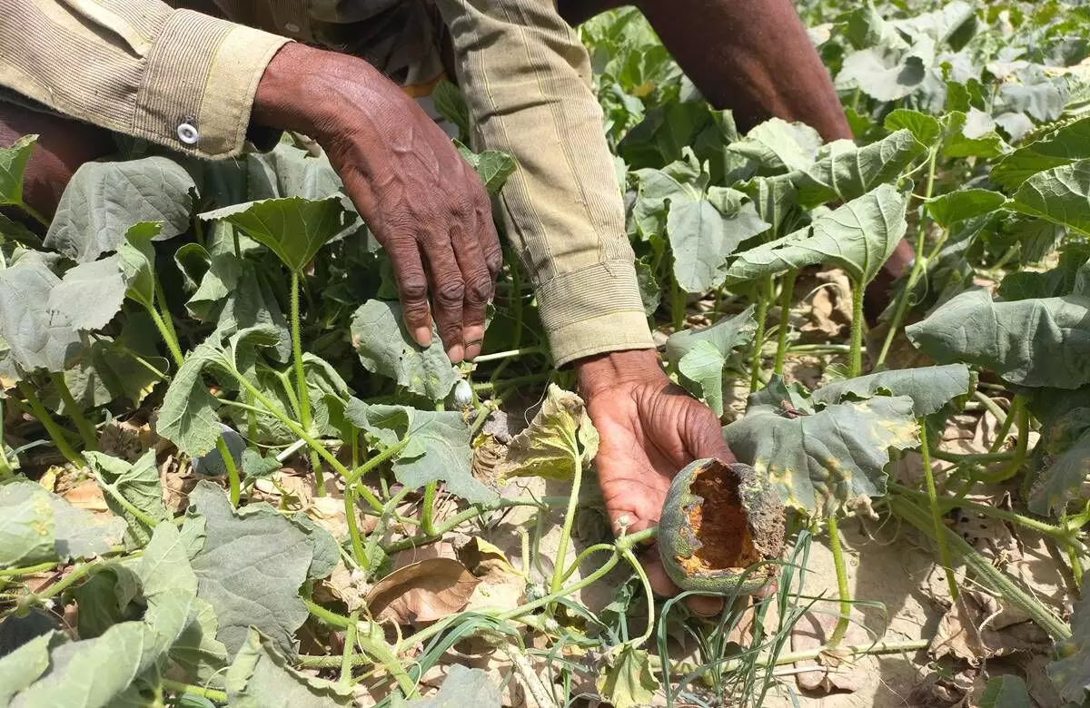 Infections and pest attacks are also on the rise as the heat is not enough to keep them in check Infections and pest attacks are also on the rise as the heat is not enough to keep them in check