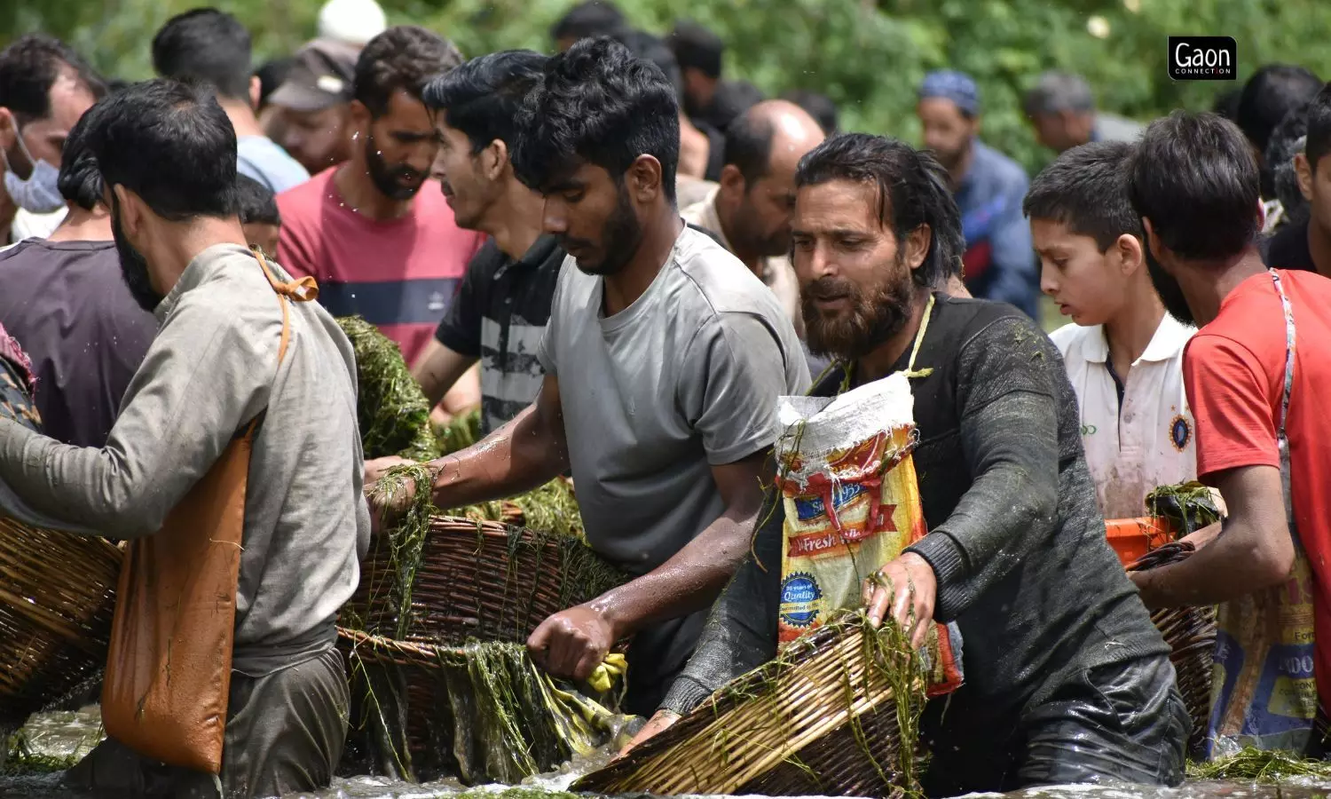 In an age-old ritual in which villagers in the districts of Kulgam, Pulwama and Shopian congregate at the spring and spend the day clearing it of weeds and accumulated silt. In an age-old ritual in which villagers in the districts of Kulgam, Pulwama and Shopian congregate at the spring and spend the day clearing it of weeds and accumulated silt.