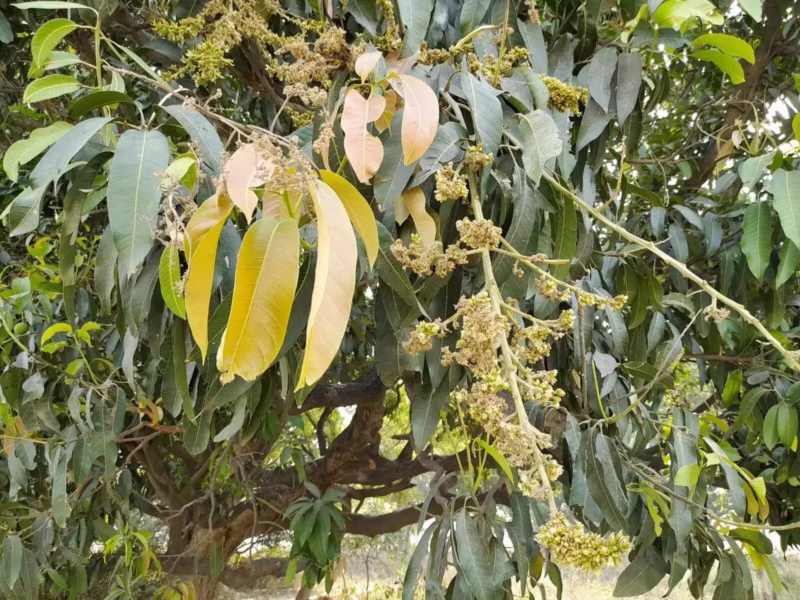 The mango flowers were destroyed due to hail storms and rainfall in April and May months. The mango flowers were destroyed due to hail storms and rainfall in April and May months.